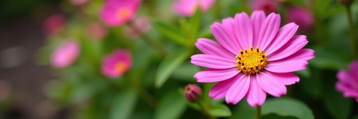 Obraz premium Globe daisy Globularia cordifolia L in full bloom, garden, petals