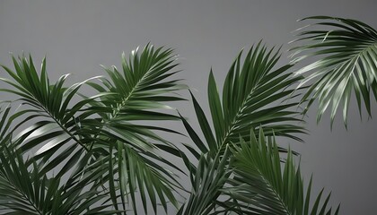 Palm tree with green leaves