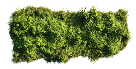 Aerial view of lush green moss carpet in nature