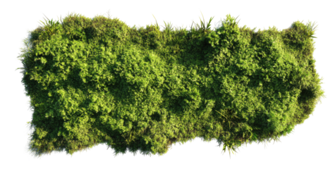 Aerial view of lush green moss carpet in nature