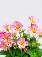 Kalanchoe flowers potted plants primrose with cut out isolated on background transparent