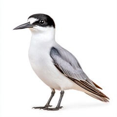 Obraz premium Black-crowned lapwing posing elegantly on a bright white surface with distinctive features and remarkable colors displayed