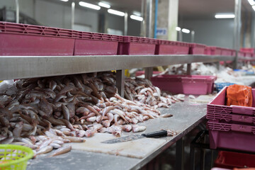 Canned fish factory, seafood manufacturing and processing. Pile of frozen fresh sea fish on ice. Workplace of workers for cleaning, washing, scrape off fish scales and cut open the belly to clean