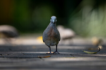 Obraz premium A zebra dove stands on a pathway, staring at the camera. Its striped feathers contrast with the blurred green background. A peaceful nature scene with soft lighting and a shallow depth of field