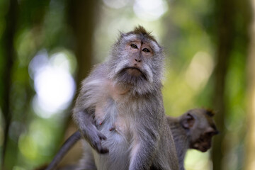 A macaque gazes into the distance with a thoughtful expression in a lush jungle. Another monkey is slightly blurred in the background. Sunlight filters through the trees, creating a soft, natural glow