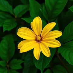Damiana yellow petals against lush green leaves, tropical, flowers, flowers