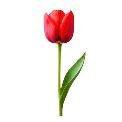 Fototapeta premium red tulip flower isolated on transparent background