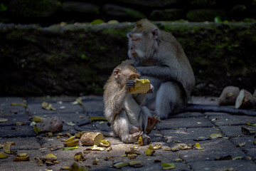 Baby monkey eating fruit while sitting on stone pavement, with an adult monkey in the background. Scattered food pieces surround them