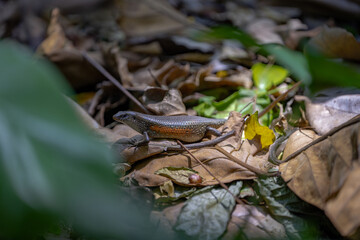 A skink with shiny scales and an orange belly rests on dry leaves in a forest. Sunlight filters through green foliage, casting shadows