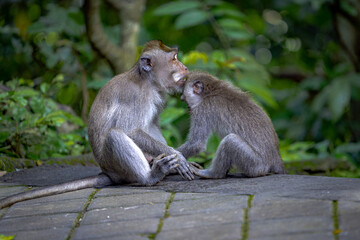 Two monkeys sit closely on a stone path in a lush green forest, engaging in an intimate moment of grooming. One gently touches the other's face, showcasing a bond of care and affection