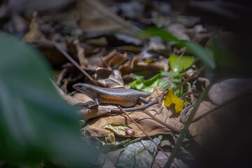 A skink with shiny scales and an orange belly rests on dry leaves in a forest. Sunlight filters through green foliage, casting shadows