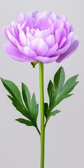 Fototapeta premium Elegant single plum purple peony flower isolated on a pure white background showcasing its lush petals and rich hue