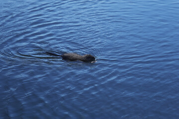 Wild Nutria Swimming, Rippling the Water in Its Natural Habitat