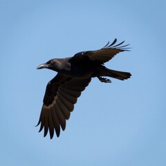 Obraz premium Close-up profile of crow in flight with outstretched wings , crow, wildlife, closeup