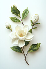 Obraz premium Botanical illustration of white magnolia flower in 19th-century scientific style, featuring a highly detailed flower with green leaves and buds on a plain white background, 