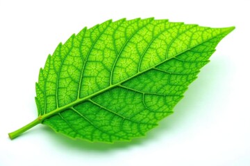 delicate leaf with veins isolated on white background, greenery, green
