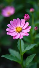 Obraz premium Globe daisy Globularia cordifolia L in full bloom, blossoms, bloom