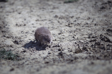 Wild Nutria Walking on the Ground in Its Natural Habitat