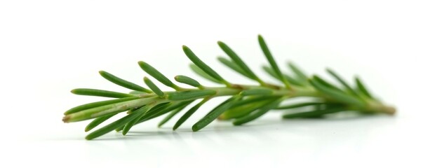 Naklejka premium Sprig of rosemary isolated on white background, foliage, small sprigs