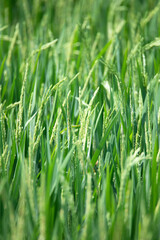 Rice Plants in a Field. Greenery field.