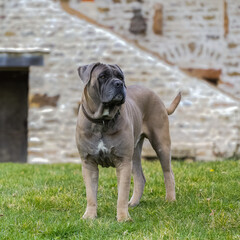 Obraz premium A dog cane corso, portrait.