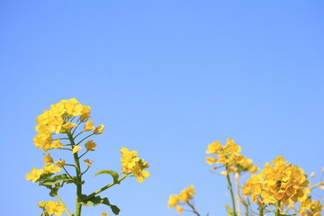 青空に映える菜の花