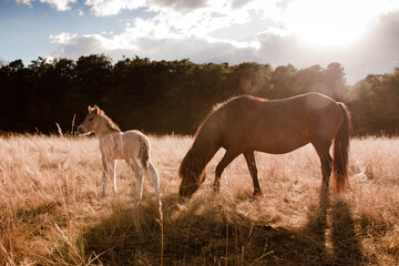 Islandpferd mit Fohlen