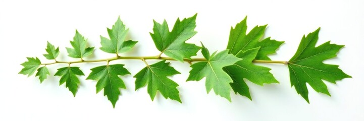 Fototapeta premium ivy and oak leaf isolated on white background, plant, flora