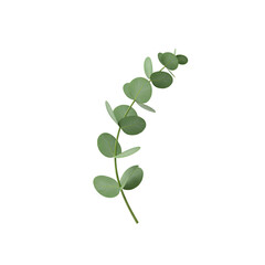 Obraz premium Small Curved Eucalyptus Branch