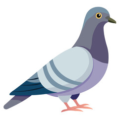 Common Pigeon Perched and Looking Around