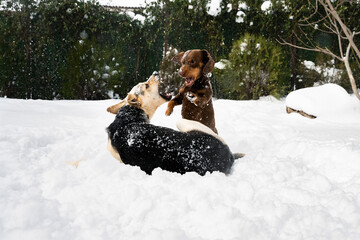 Two active playful dogs playing and dancing in the winter park. Mix breed dog and dachshund fighting having fun together in the backyard. Pets play with each other outdoors. Communication between dogs