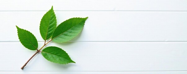 single branch with leaves on a white wooden background, texture, clean, simple