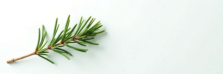 Single cypress branch against a plain white surface, evergreen, nature photography