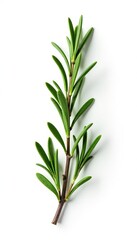 Fototapeta premium Sprig of rosemary isolated on white background, nature, foliage