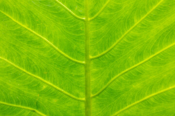 Macro Closeup of Green Leaf Veins Texture