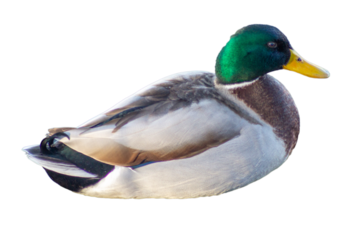 Isolated mallard on white backgorund
