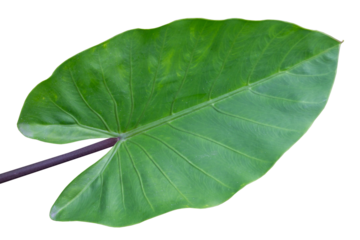Fresh Green Taro Leaf Isolated on Transparent Background