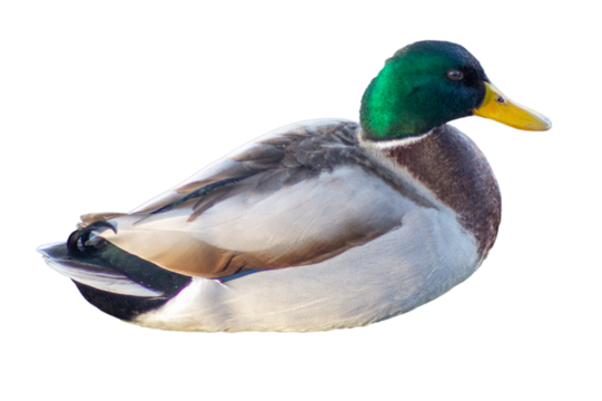 Isolated mallard on white backgorund