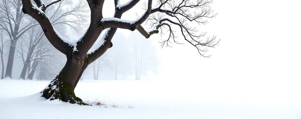 Twisted tree branches against a clean white background, branches, forest, snowy