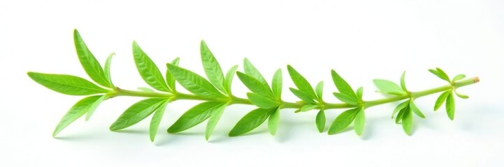 Delicate green stem with tiny leaves isolated on white, green, organic, leafy