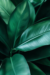 Obraz premium Lush green leaves with smooth textures create vibrant natural backdrop