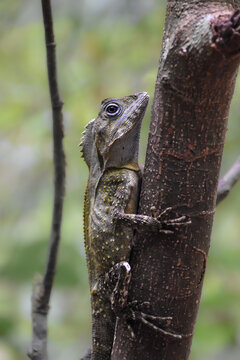 Southern angle-headed dragon (Lophosaurus spinipes) on a tree