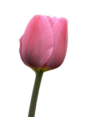 Isolated pink tulip on white background