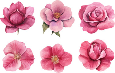 collage of pink roses