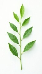 Fototapeta premium delicate green plant with slender leaves on white background, isolated, leafy