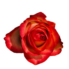 Isolated red rose bud on white background