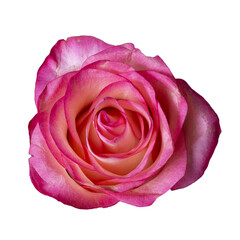 Isolated red rose bud on white background