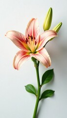 Fototapeta premium Delicate lily with intricate details against a clean white surface, bloom, flowers, blossom