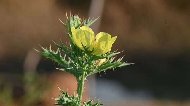 Argemone mexicana flower. Its other names&nbsp;Mexican poppy, &nbsp;Mexican prickly poppy,&nbsp;flowering thistle, &nbsp;cardo, and&nbsp;cardosantois. This a species of&nbsp;poppy&nbsp;found . It is also referred to as "kateli ka phool