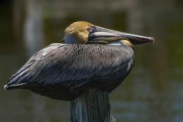 Close-up of a brown pelican on a wooden post.